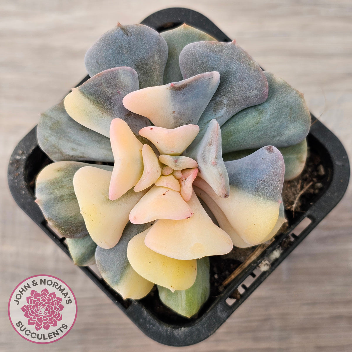Echeveria 'Cubic Frost' Variegated