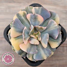 Echeveria 'Cubic Frost' Variegated