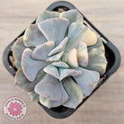 Echeveria 'Cubic Frost' Variegated