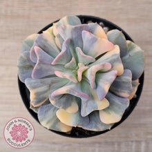 Load image into Gallery viewer, Echeveria &#39;Cubic Frost&#39; Variegated - John &amp; Norma&#39;s Succulents Australia
