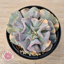 Load image into Gallery viewer, Echeveria &#39;Cubic Frost&#39; Variegated - John &amp; Norma&#39;s Succulents Australia
