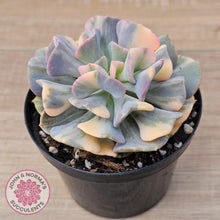 Load image into Gallery viewer, Echeveria &#39;Cubic Frost&#39; Variegated - John &amp; Norma&#39;s Succulents Australia
