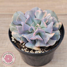 Load image into Gallery viewer, Echeveria &#39;Cubic Frost&#39; Variegated - John &amp; Norma&#39;s Succulents Australia
