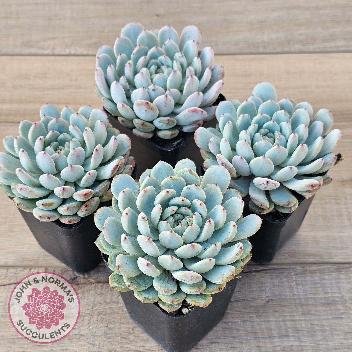 Echeveria Cuspidata var. zaragoza (lg)