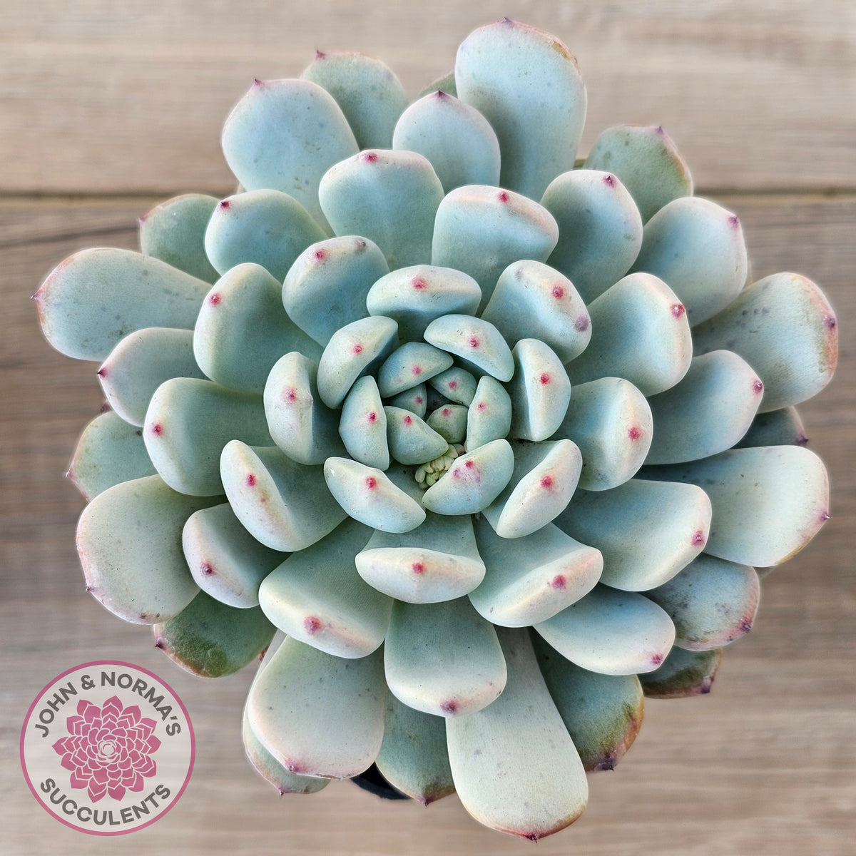 Echeveria Cuspidata var. zaragoza (lg)