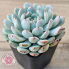 Echeveria Cuspidata var. zaragoza (lg)