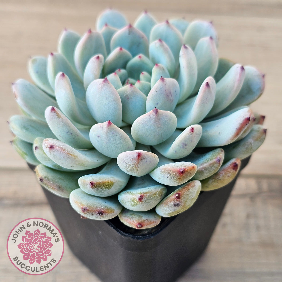 Echeveria Cuspidata var. zaragoza (lg)