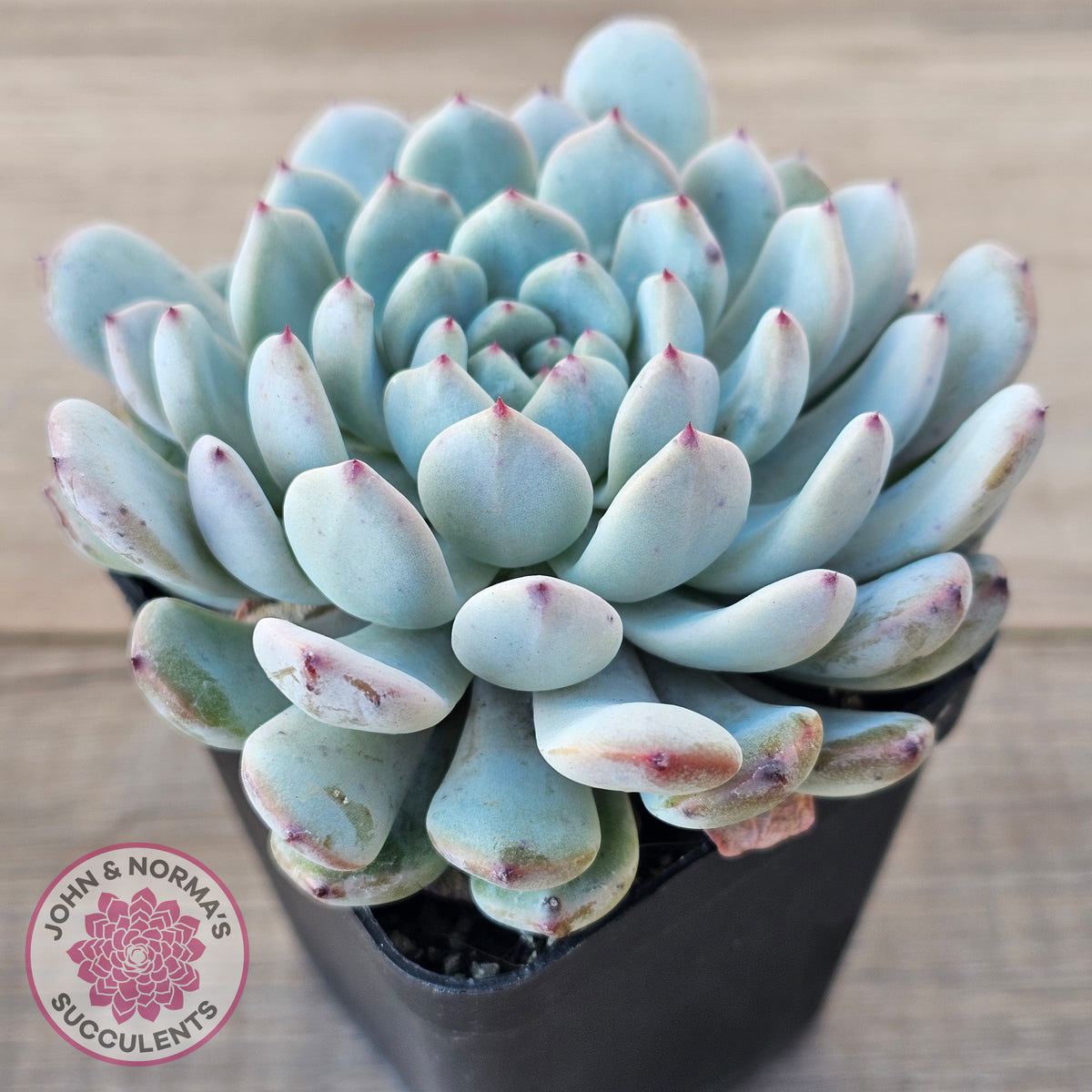 Echeveria Cuspidata var. zaragoza (lg)