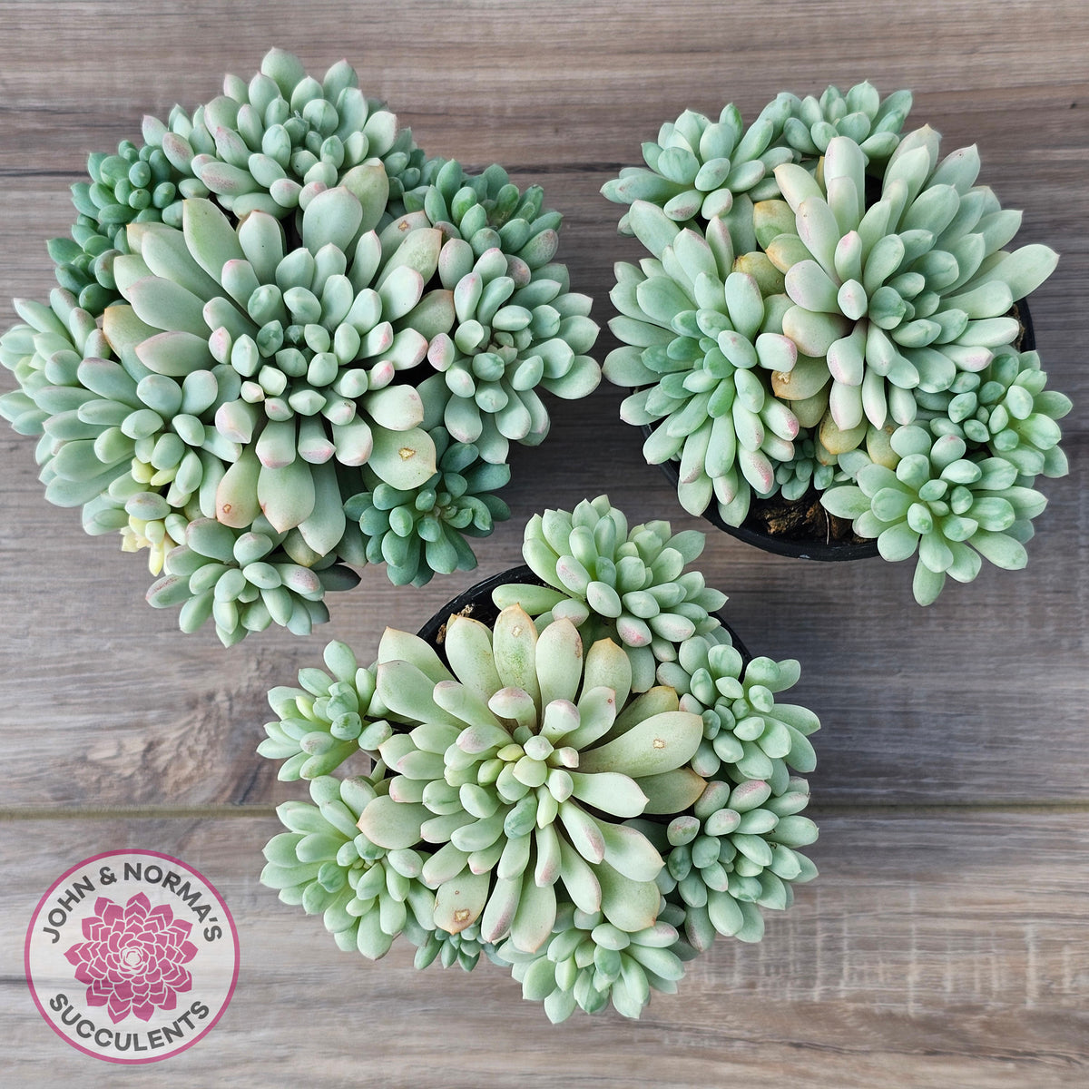 Echeveria 'Cute Bean' Variegated - Lg clumps