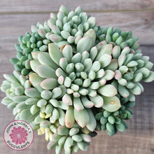 Load image into Gallery viewer, Echeveria 'Cute Bean' Variegated - Lg clumps
