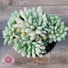 Echeveria 'Cute Bean' Variegated - Lg clumps