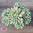 Echeveria 'Cute Bean' Variegated - Lg clumps