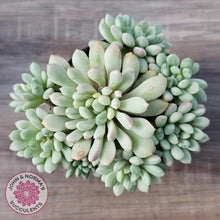 Load image into Gallery viewer, Echeveria 'Cute Bean' Variegated - Lg clumps

