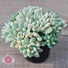Echeveria 'Cute Bean' Variegated - Lg clumps