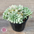 Echeveria 'Cute Bean' Variegated - Lg clumps