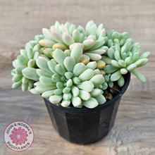 Load image into Gallery viewer, Echeveria 'Cute Bean' Variegated - Lg clumps
