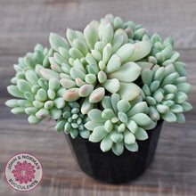 Load image into Gallery viewer, Echeveria 'Cute Bean' Variegated - Lg clumps
