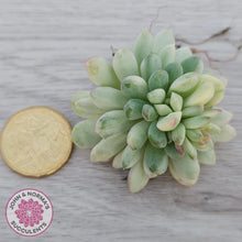 Load image into Gallery viewer, Echeveria 'Cute Bean' Variegated - Cutting
