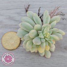 Load image into Gallery viewer, Echeveria 'Cute Bean' Variegated - Cutting
