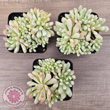 Load image into Gallery viewer, Echeveria &#39;Cute Bean&#39; Variegated clumps
