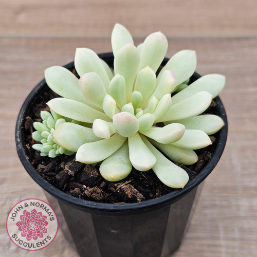 Echeveria 'Cute Bean' Variegated - John & Norma's Succulents Australia