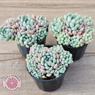 Echeveria 'Cute Bean' clumps