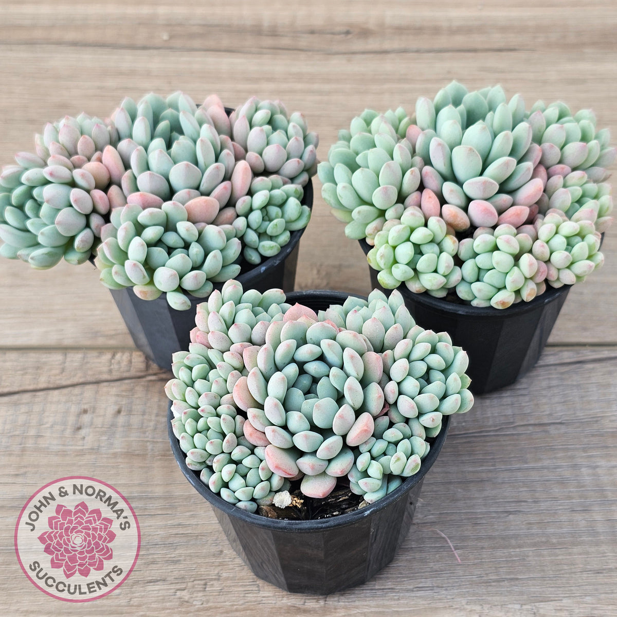Echeveria 'Cute Bean' clumps
