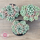 Echeveria 'Cute Bean' clumps