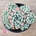 Echeveria 'Cute Bean' clumps
