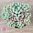 Echeveria 'Cute Bean' clumps