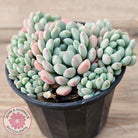 Echeveria 'Cute Bean' clumps