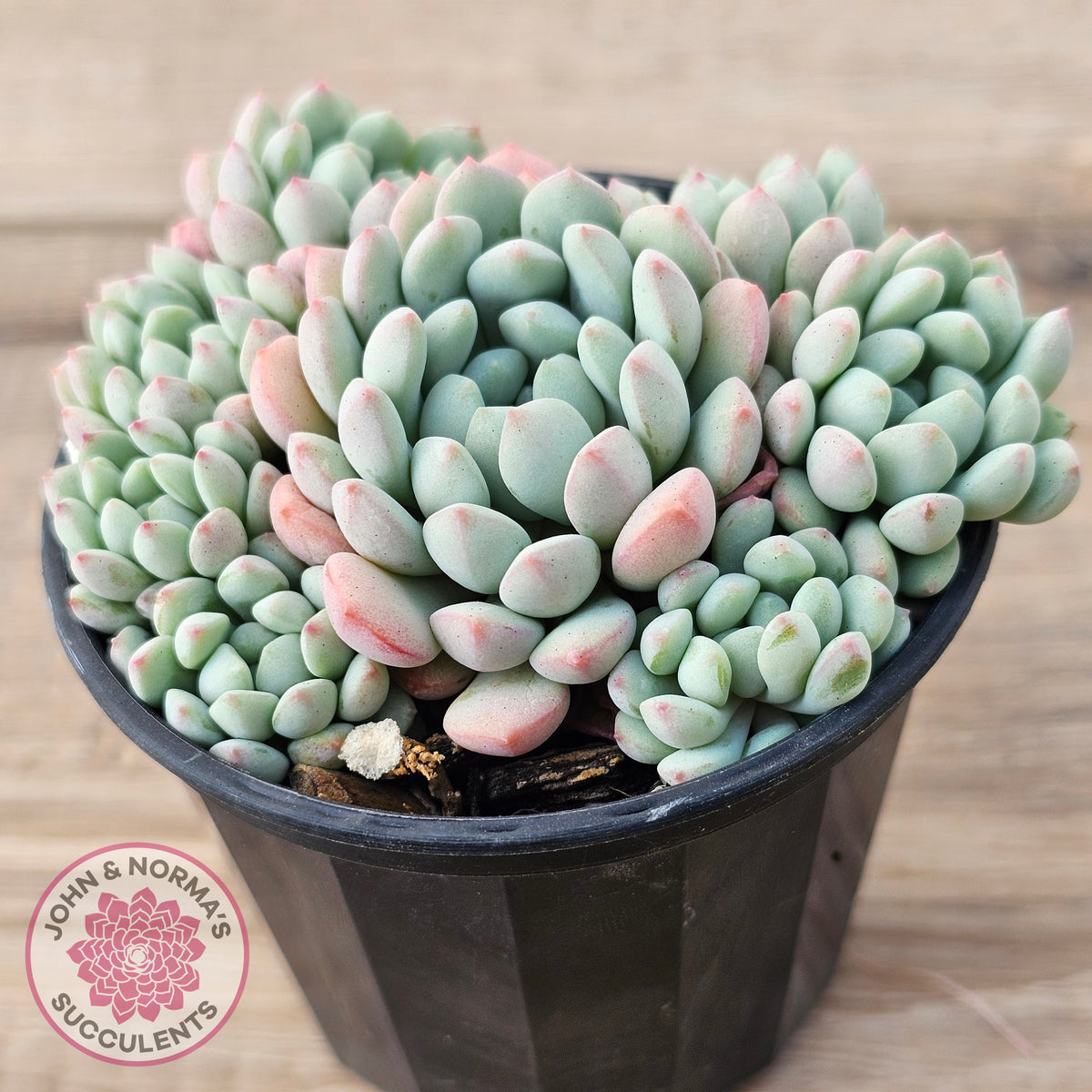 Echeveria 'Cute Bean' clumps