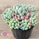 Echeveria 'Cute Bean' clumps