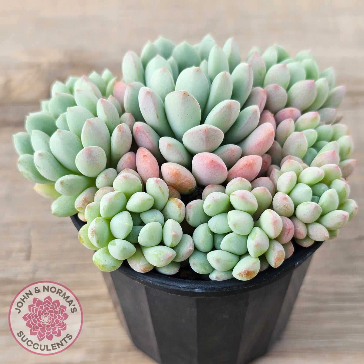 Echeveria 'Cute Bean' clumps