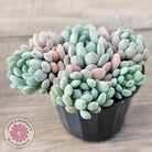 Echeveria 'Cute Bean' clumps