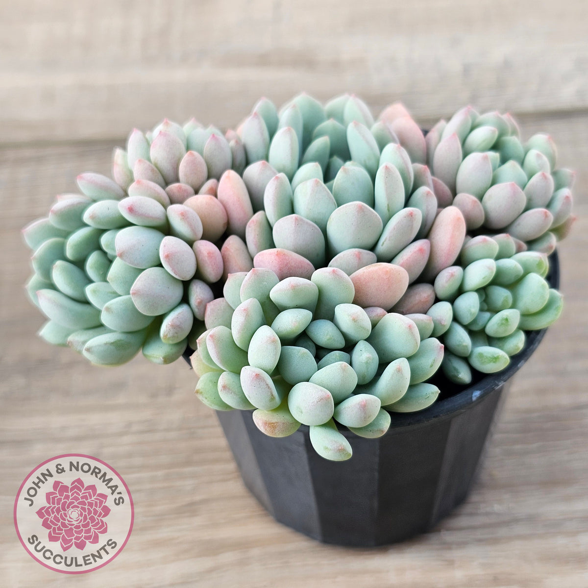 Echeveria 'Cute Bean' clumps