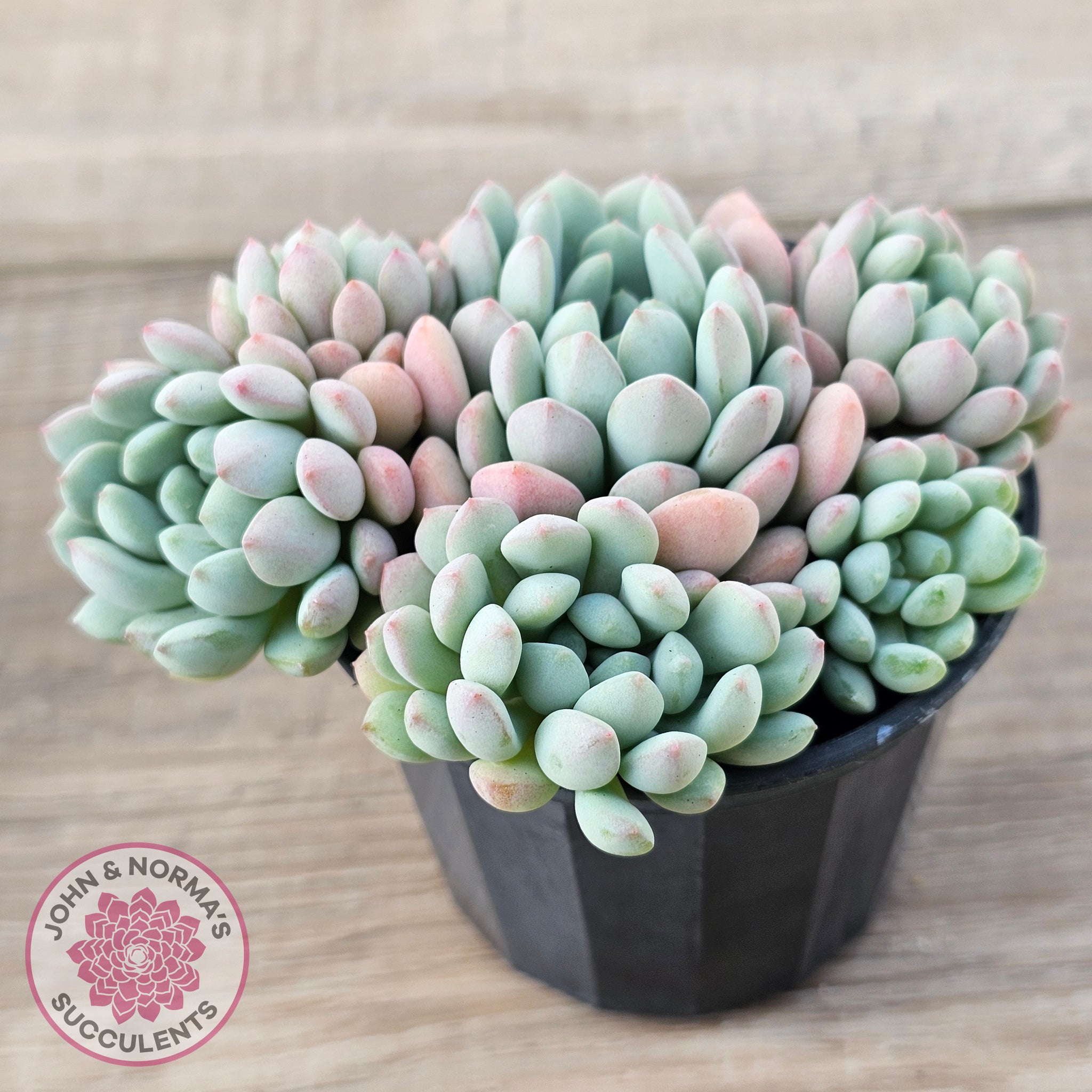 cutest succulents Buy Echeveria 'Cute Bean' clumps Australia