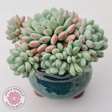 Load image into Gallery viewer, Echeveria &#39;Cute Bean&#39; clumps
