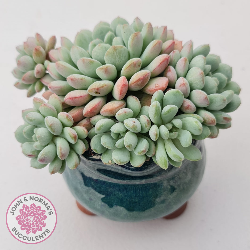 Echeveria 'Cute Bean' clumps