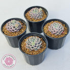 Echeveria 'Cute Bubble'