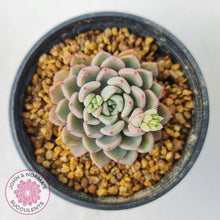 Load image into Gallery viewer, Echeveria &#39;Cute Bubble&#39; - John &amp; Norma&#39;s Succulents Australia
