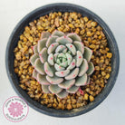 Echeveria 'Cute Bubble'