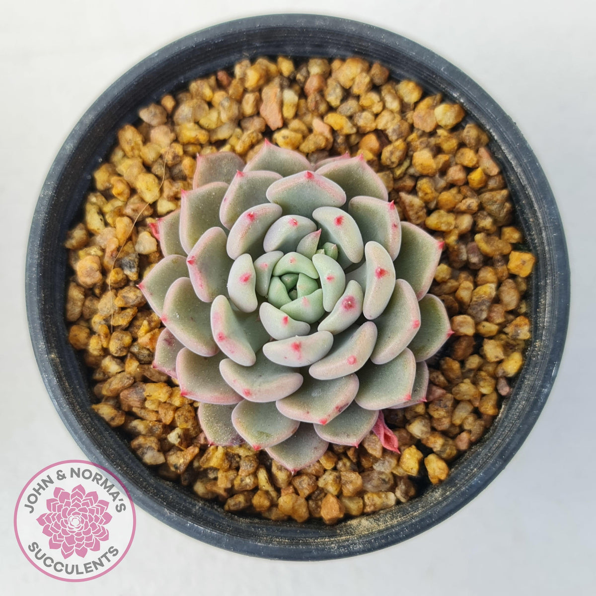 Echeveria 'Cute Bubble'