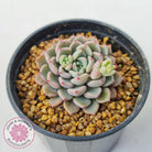 Echeveria 'Cute Bubble'