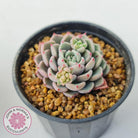 Echeveria 'Cute Bubble'