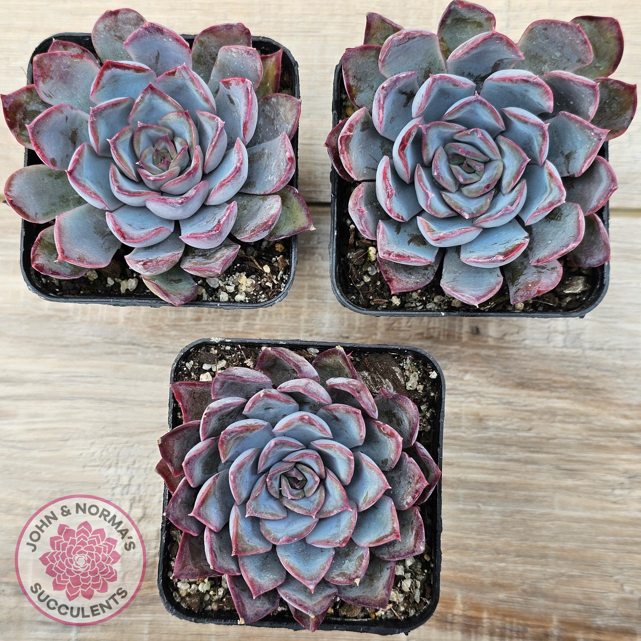 Buy Echeveria 'Dark Ice' Australia | Quality Succulent Plant