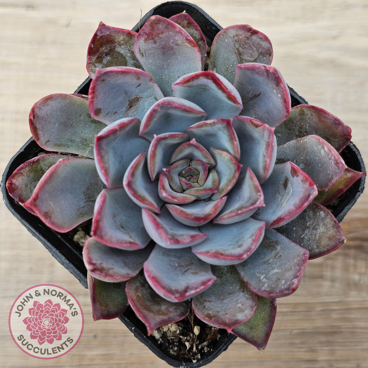 Echeveria 'Dark Ice'