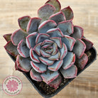 Echeveria 'Dark Ice'