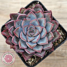 Echeveria 'Dark Ice'