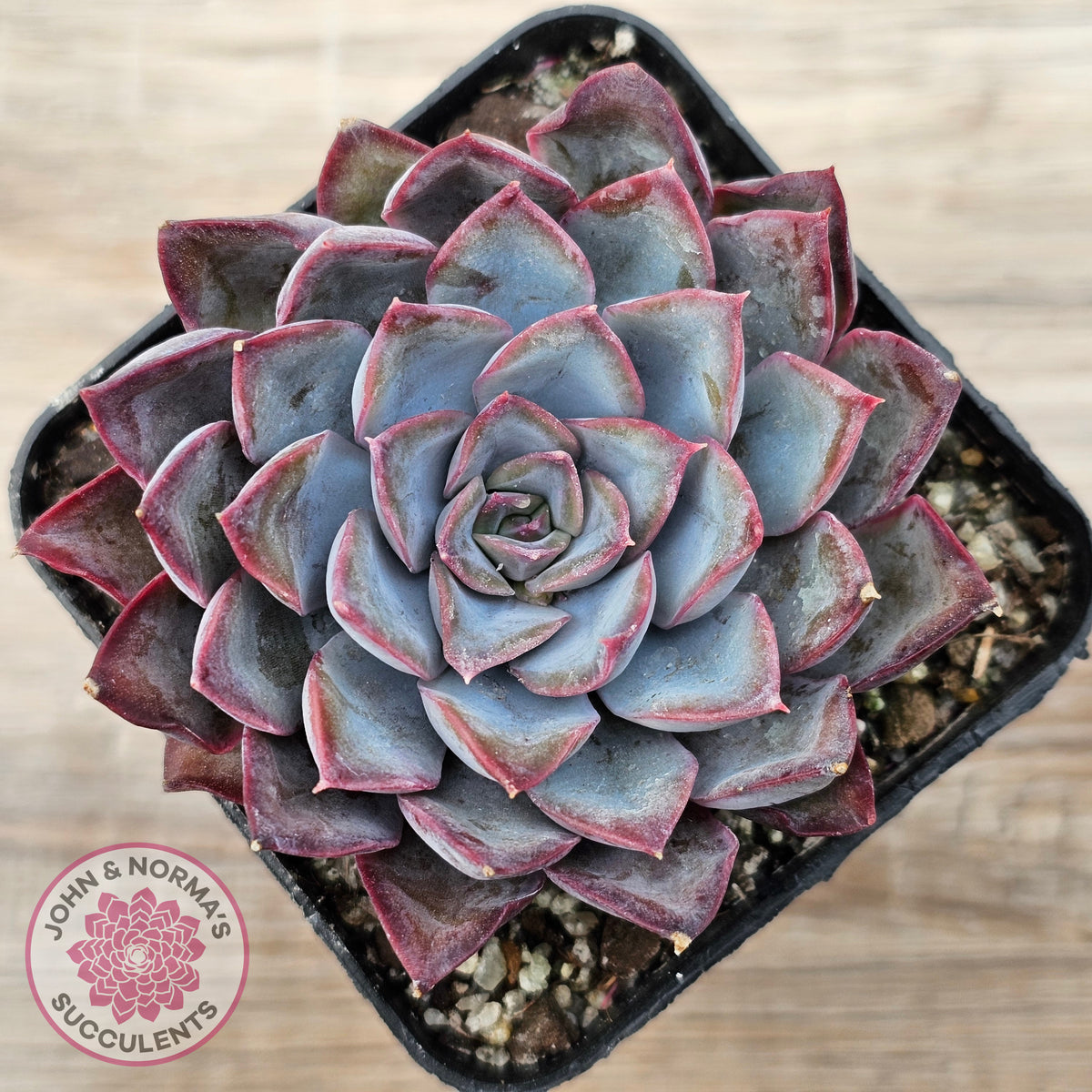 Echeveria 'Dark Ice'